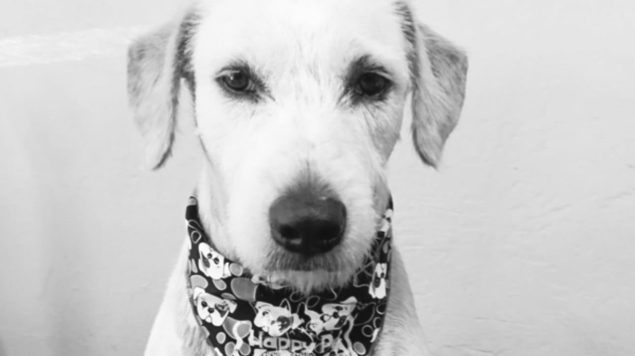 Hombre apuñaló a un perrito solo porque le ladró durante una riña; defendía a su duño.