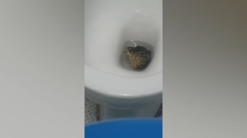 Un turista hizo un hallazgo escalofriante en el inodoro de su hotel