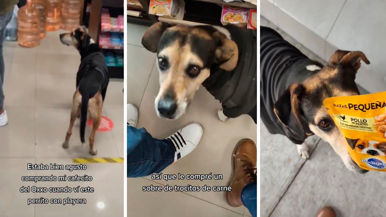 Perrito "estafa" a las personas en el Oxxo para que lo alimenten.