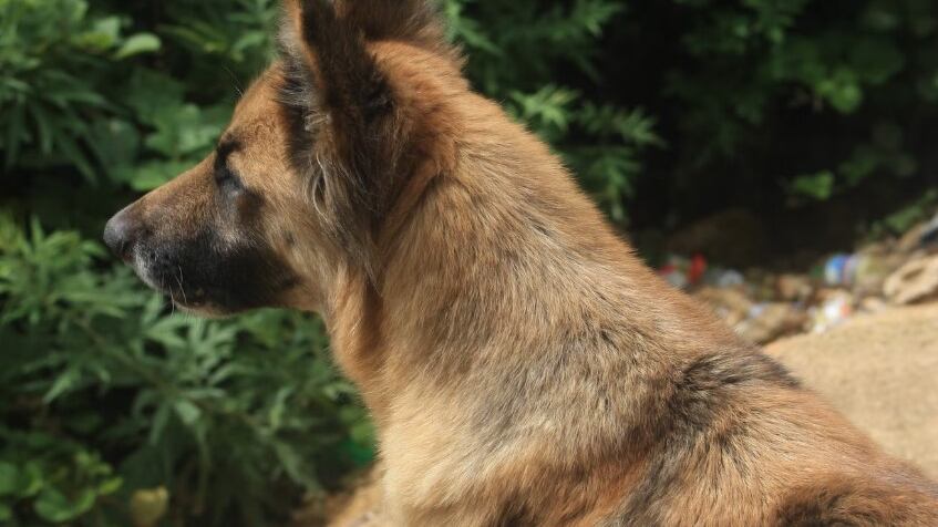 Los perros son mascotas muy fieles... hasta en los malos momentos