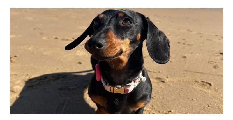 Valerie, la perrita salchicha que sobrevivió 16 meses sola en una isla de Australia