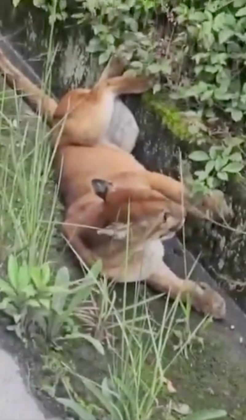 Puma falleció en la vía a Gualaceo al ser atropellado.