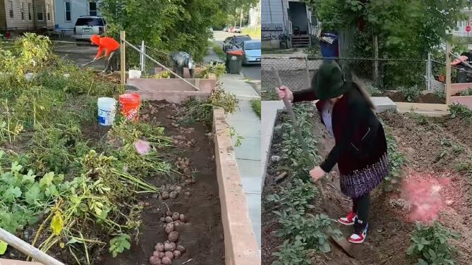 Familia ecuatoriana siembra papas en Estados Unidos