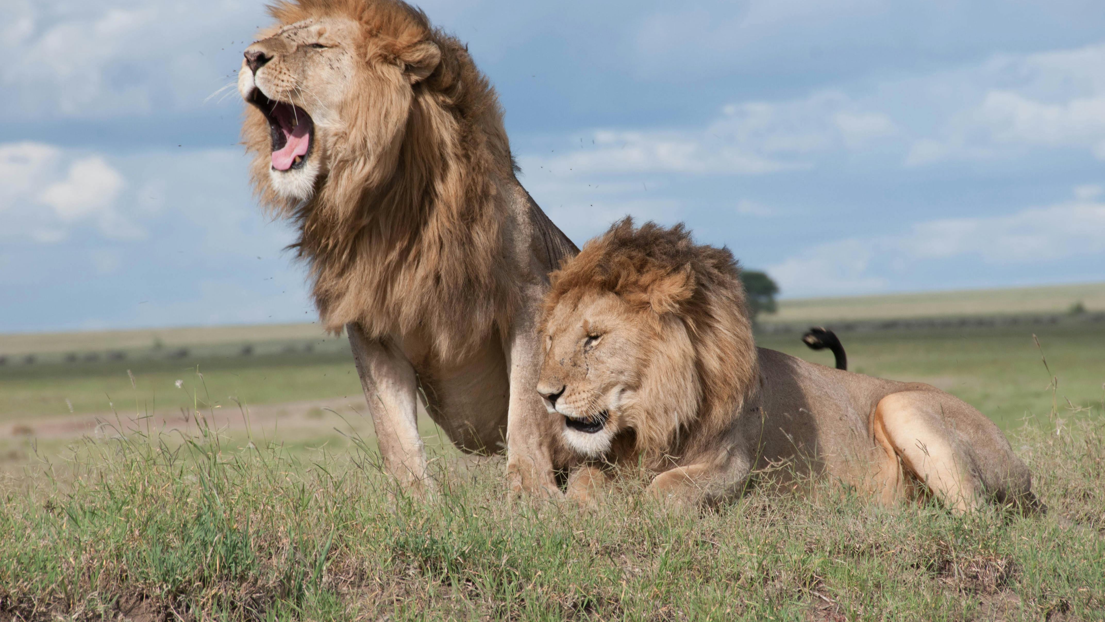 Guardia de zoológico fallece tras feroz ataque de leones en Tailandia