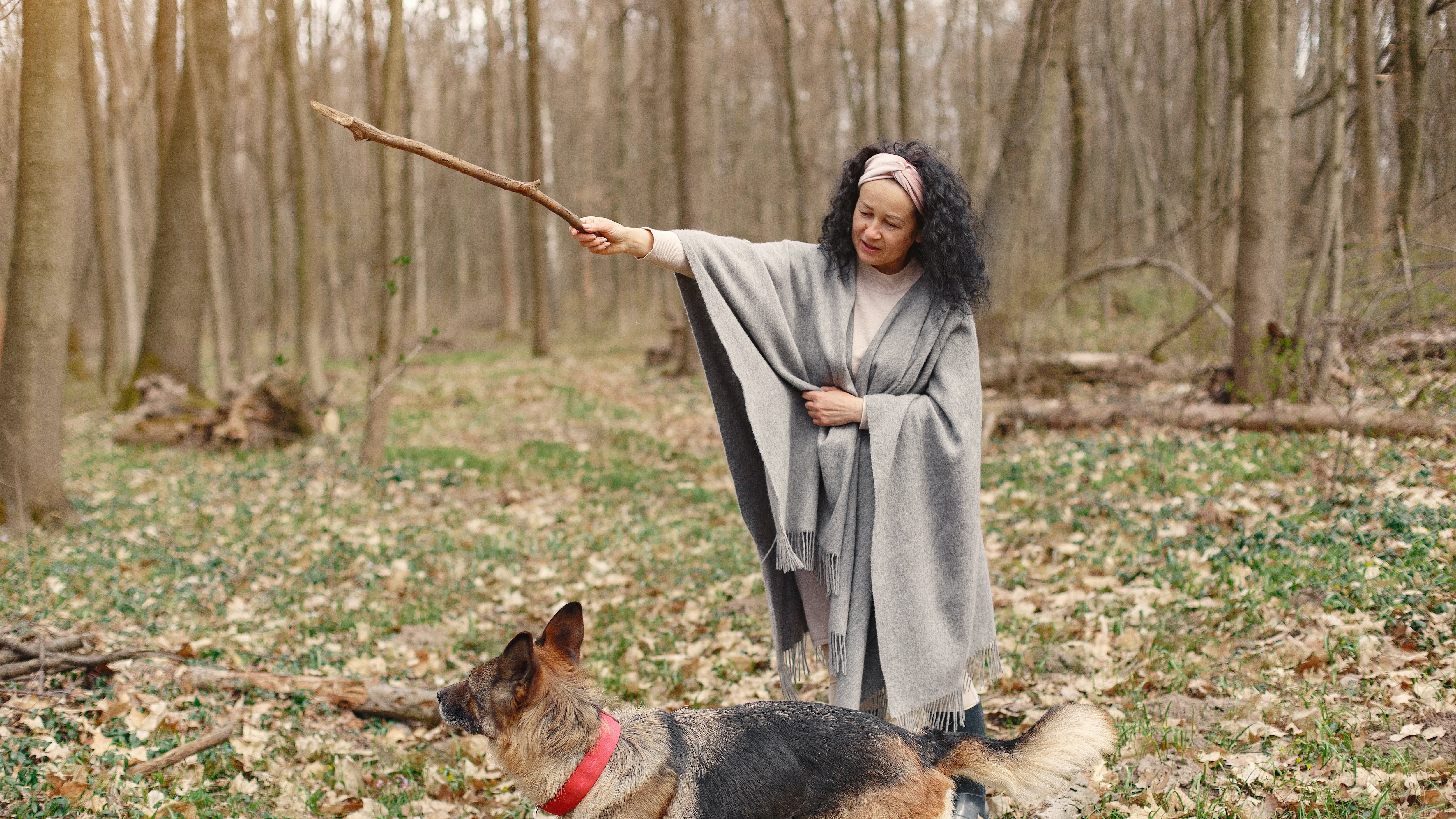 Snacks para entrenar a tu perro