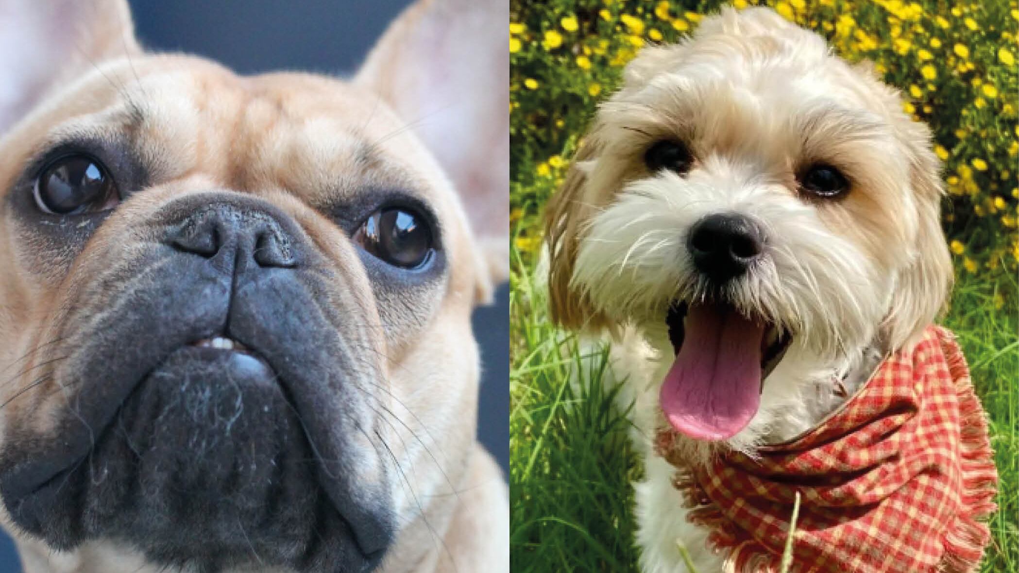 Estudio indica las mejores razas de perros que puedes tener en departamentos pequeños