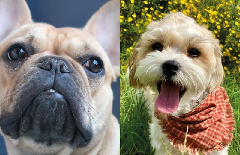Estudio indica las mejores razas de perros que puedes tener en departamentos pequeños