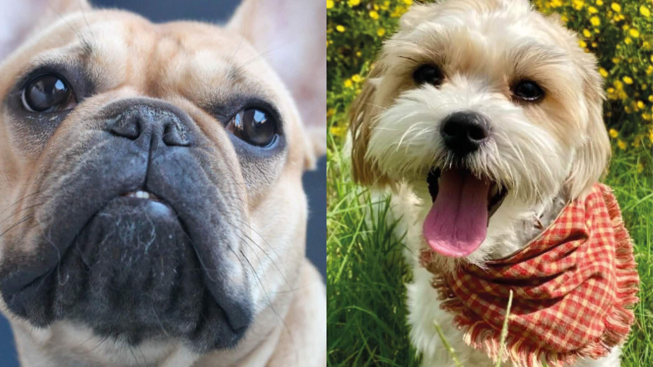 Estudio indica las mejores razas de perros que puedes tener en departamentos pequeños