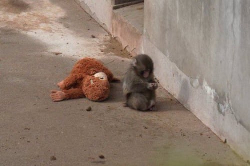 ¿Cuánto cuesta el peluche al que se aferró Punch, el macaco viral?