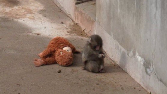 Punch, el macaco viral por el apego a un peluche.