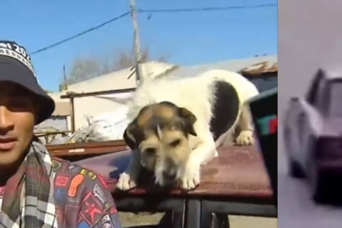 Tunden a hombre que llevaba a su perro en el techo del auto:  “Yo no lo obligo a subir”