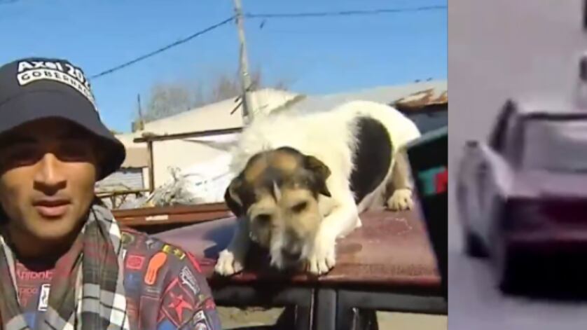 Perrito viaja en el techo de un auto