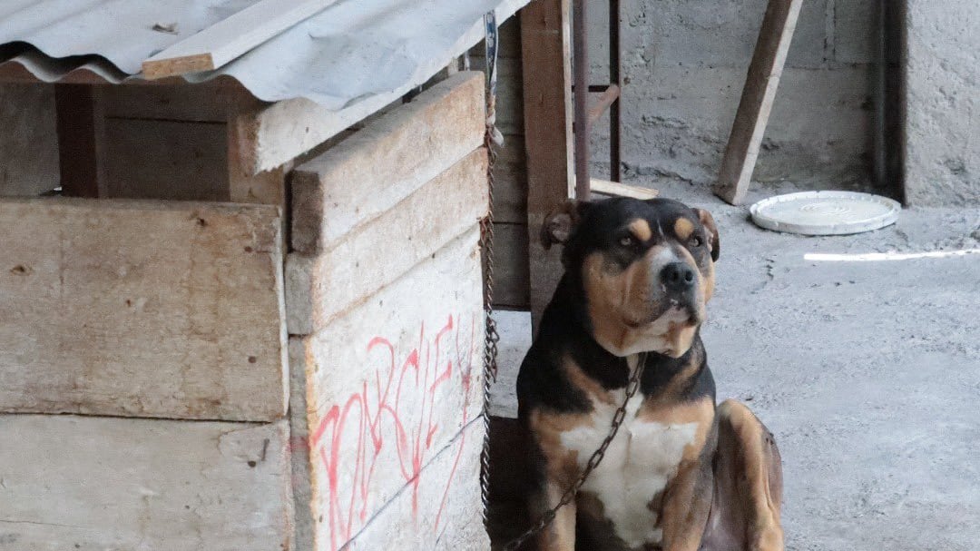 Así fue el recate de Logan, perrito víctima de maltrato captado en video - Fuente: UBA