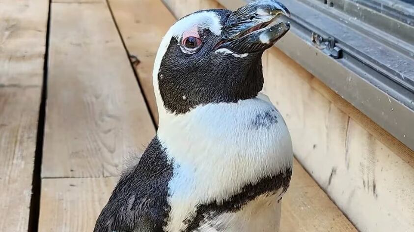 Pingüino perdido es encontrado sano y salvo después de dos semanas de su escape