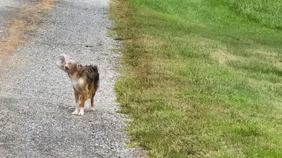 Gracias a un dron logran el rescate de un perro con un envase atascado en su cabeza