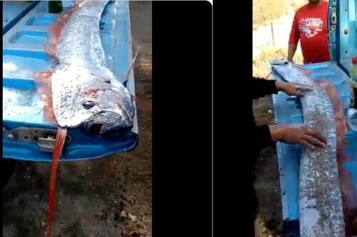 VIDEO: Aparece un pez remo, animal que “predice tsunamis y terremotos” en Sinaloa, México