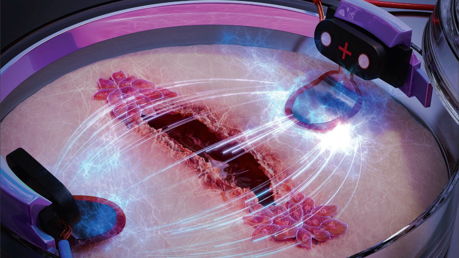 El campo eléctrico obliga a las células a moverse siempre en la misma dirección, asumiendo el control del sistema de navegación celular.
