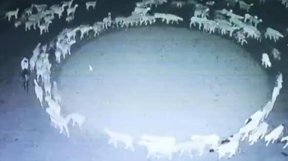 El video tiene desconcertados a todos