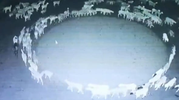 El video tiene desconcertados a todos