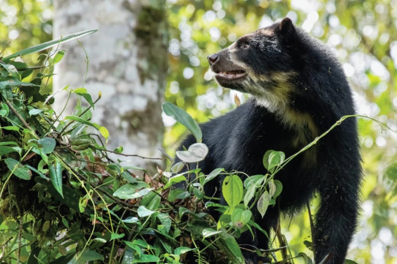 Oso de anteojos en el Chocó Andino