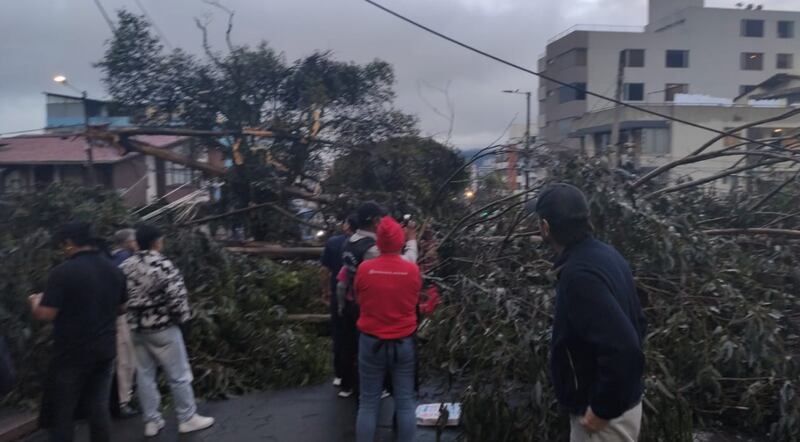 Accidente y árbol caído en Quito