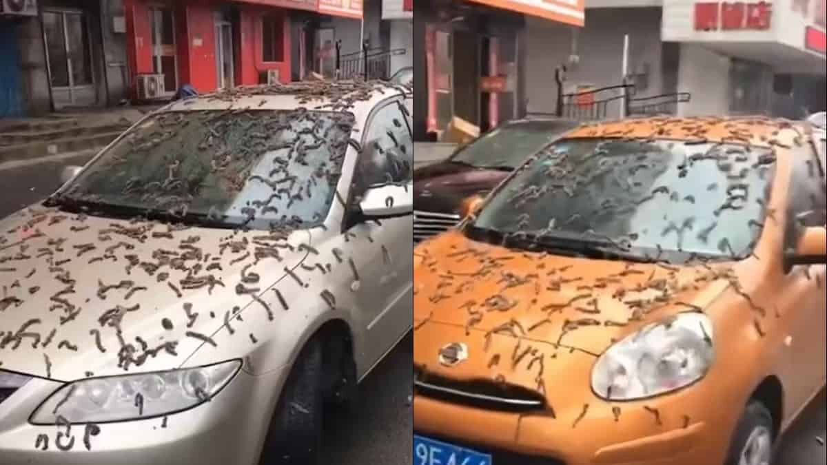 De nueva cuenta, China se encuentra en el ojo del huracán; ahora, por la “lluvia de gusanos”.