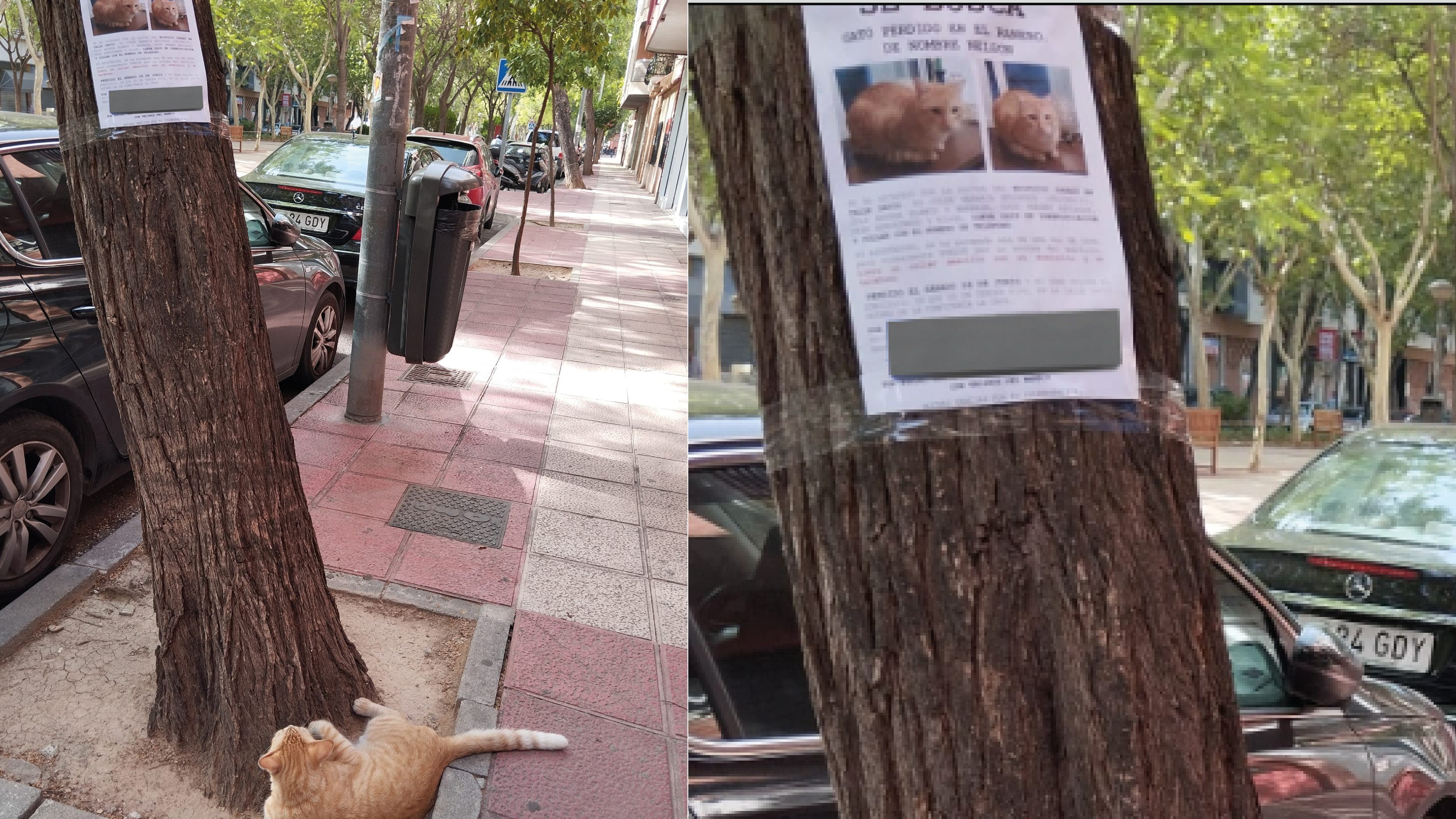 Gato perdido fue captado mirando su propio cartel de "Se busca" y se vuelve viral
