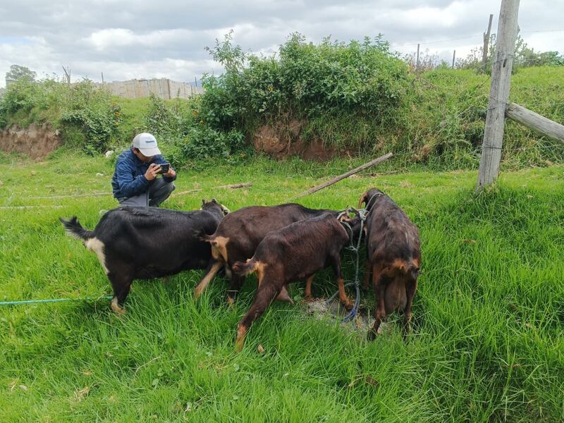 Así fue el rescate de cuatro chivas en el centro histórico de Quito