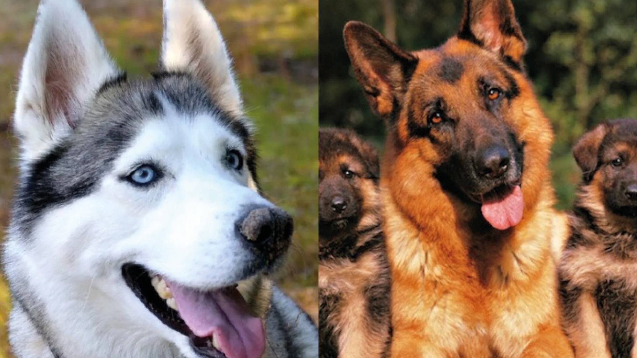 ¿Cuáles son las razas de perros más difíciles de criar? Famoso veterinario de Tiktok lo revela