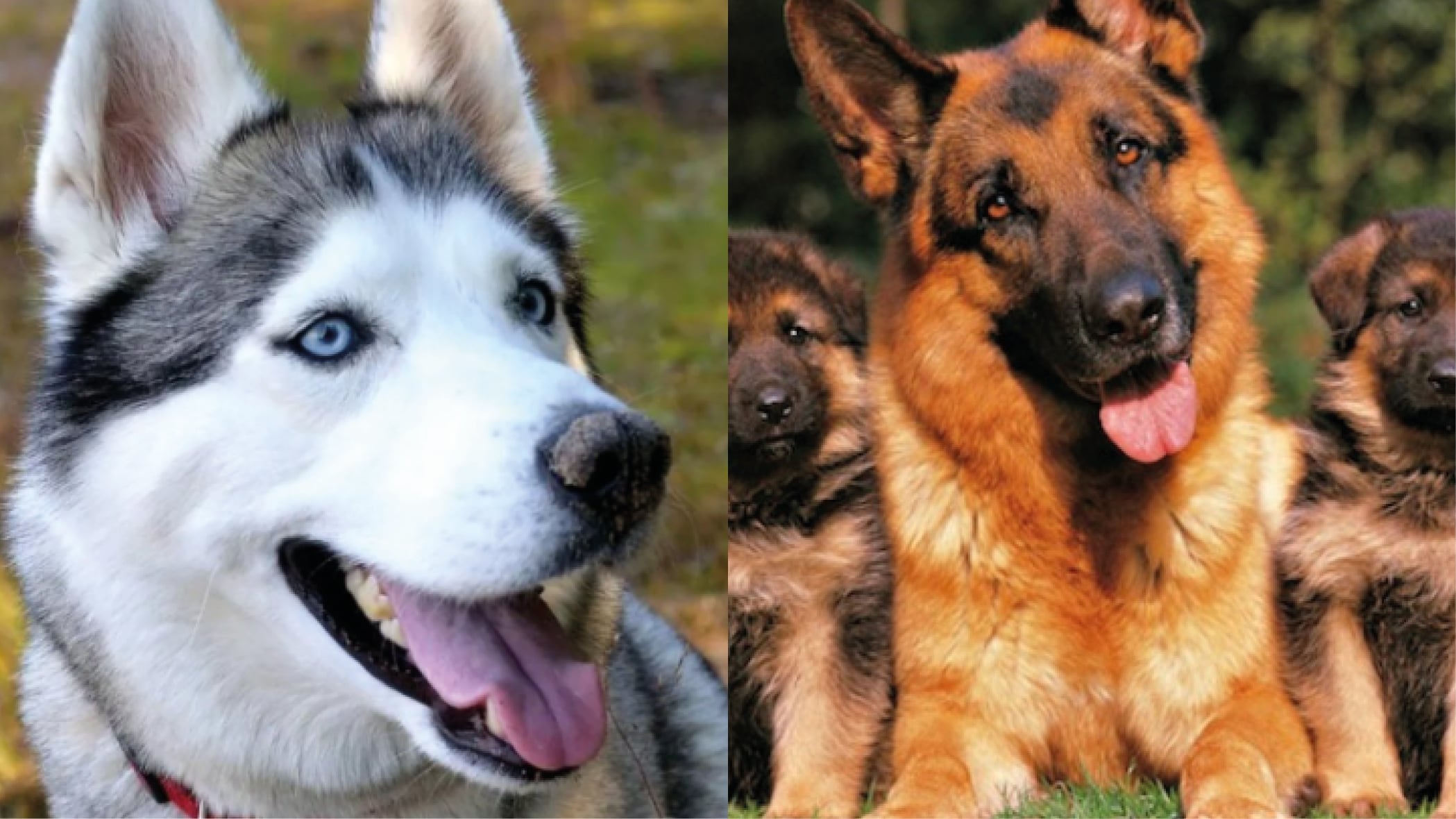 ¿Cuáles son las razas de perros más difíciles de criar? Famoso veterinario de Tiktok lo revela