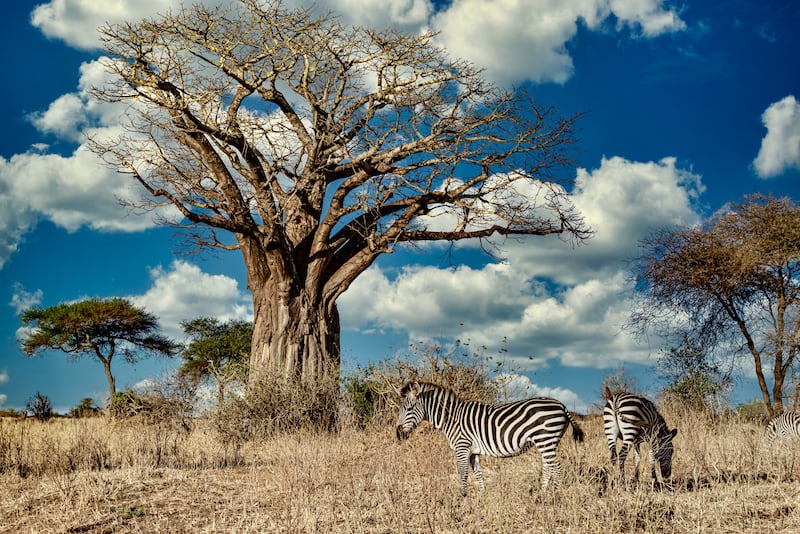 Cada 25 de mayo se celebra el Día de África como conmemoración de la fundación en 1963 de la Organización para la Unidad Africana, actualmente conocida como Unión Africana. Foto: Freepik.
