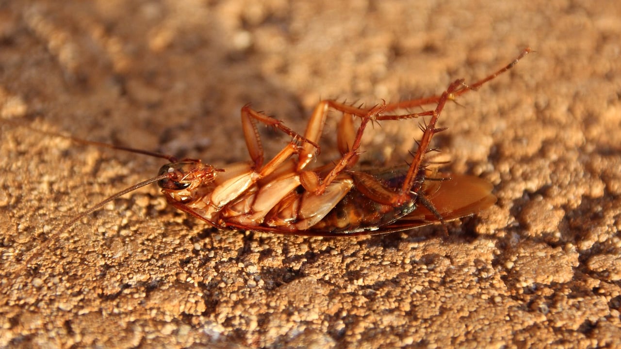 Cucaracha