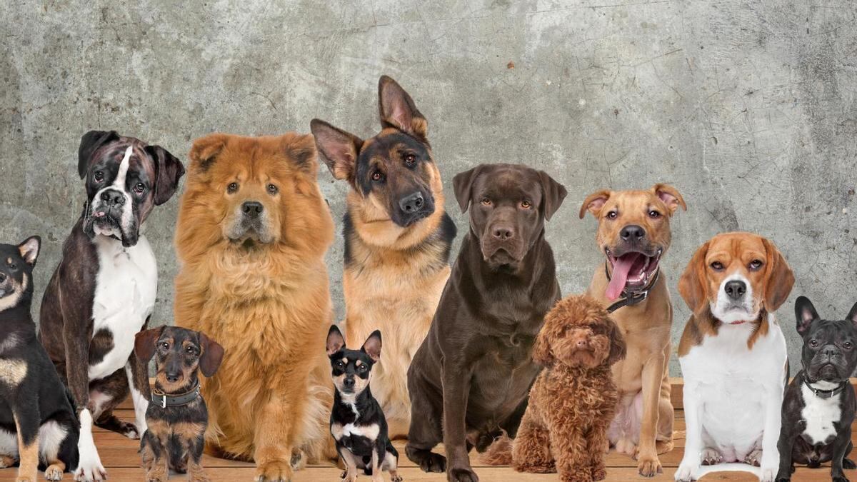 El nombre de sus perros puede ser el mismo de otro grupo de perros. | Foto: Referencial