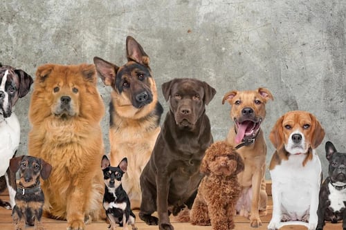 La inteligencia artificial revela cómo se verán los perros en el futuro