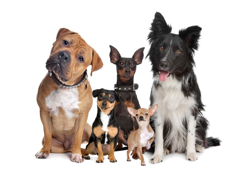 Las mejores razas de perros para vivir en departamentos y casas pequeñas