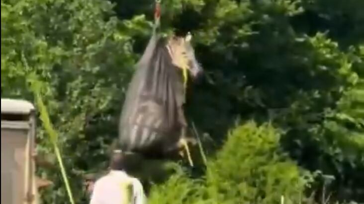 Fugitivo capturado! Ed, la cebra que escapó en Tennessee, fue encontrada tras ocho días de persecución - Fuente: Video de X