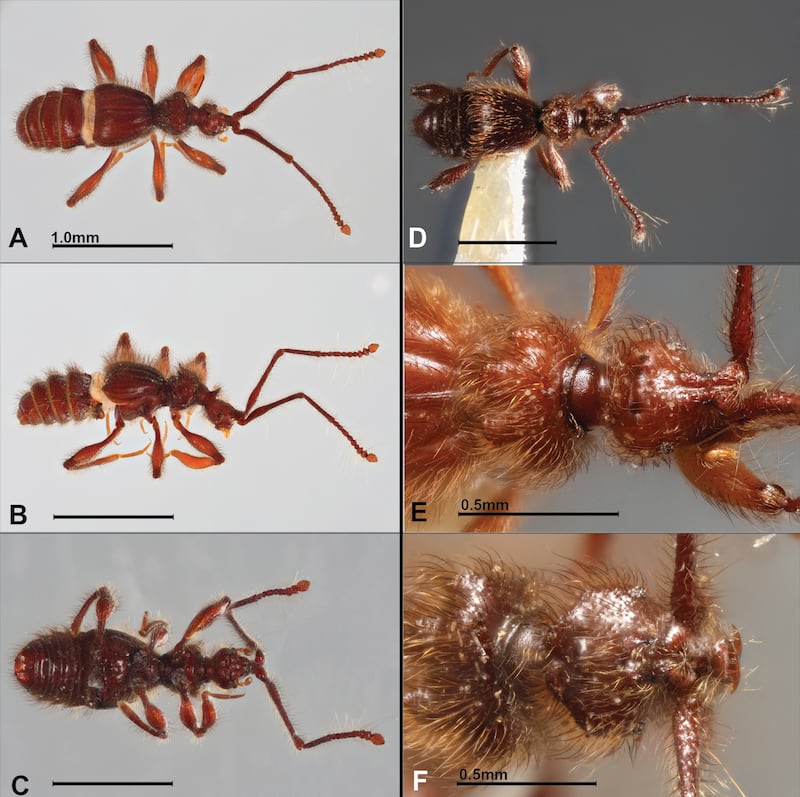 Gobierno Nacional fortalece el conocimiento científico con el
hallazgo de dos nuevas especies de escarabajos en Ecuador