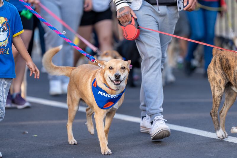 ¡Vamos a pata! Caminata organizada por Mundo Mágico de la Mascota