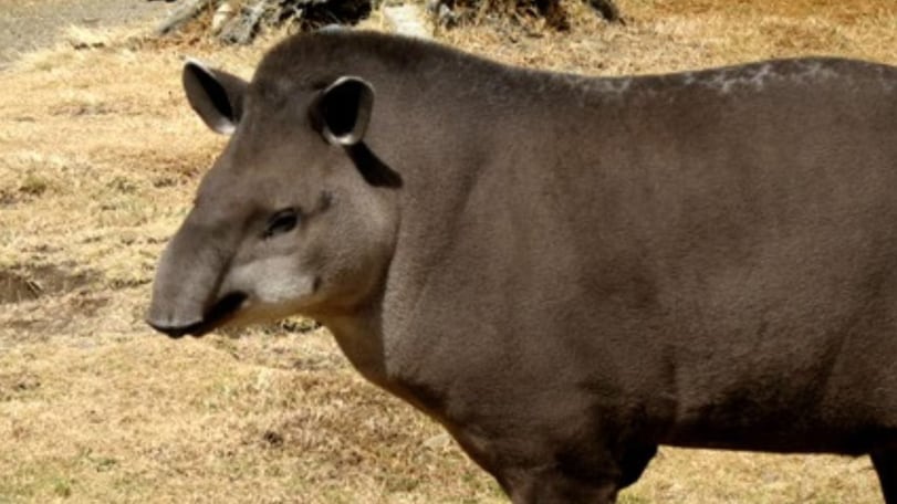 Captan al tapir sudamericano.