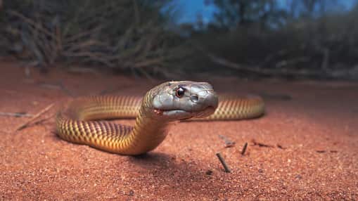 Animales relacionados a terremotos