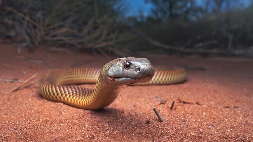 Animales relacionados a terremotos