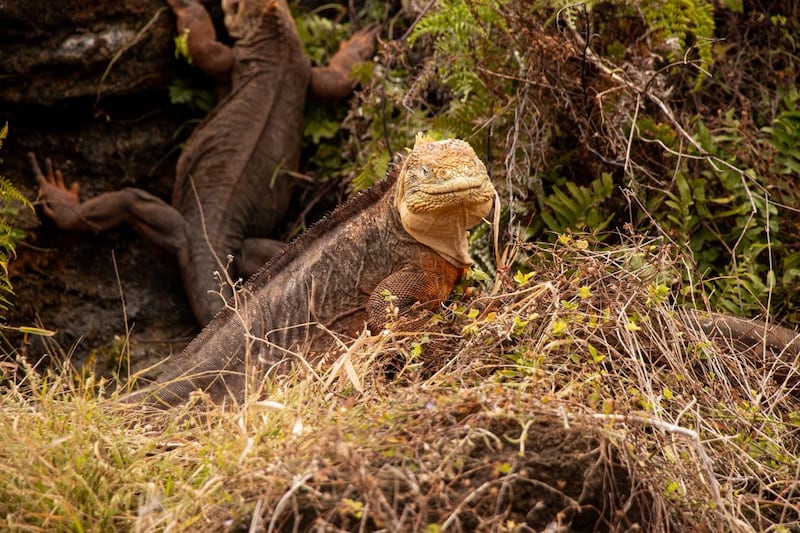 Reintroducción de 1.500 iguanas terrestres fortalece la biodiversidad de Galápagos.