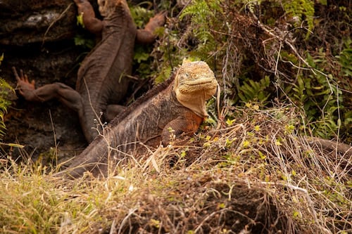 Galápagos: reintroducción histórica de iguanas terrestres en Isla Santiago