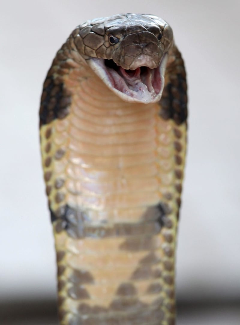 Un bebe de 2 años mató a una cobra mordiéndole la cabeza.