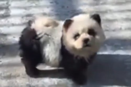 Zoológico de China pinta perros para hacerlos pasar por osos panda: “Es para aumentar la diversión”