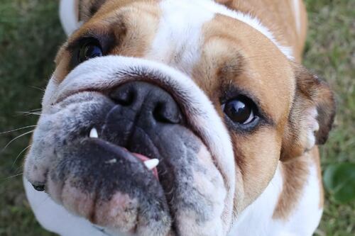 Lo que cobra por un día de trabajo el perro de Lewis Hamilton