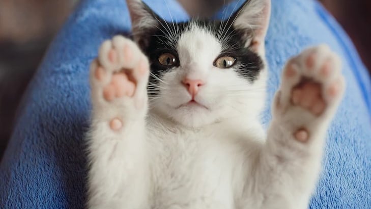 Los gatos odian los olores demasiado fuertes