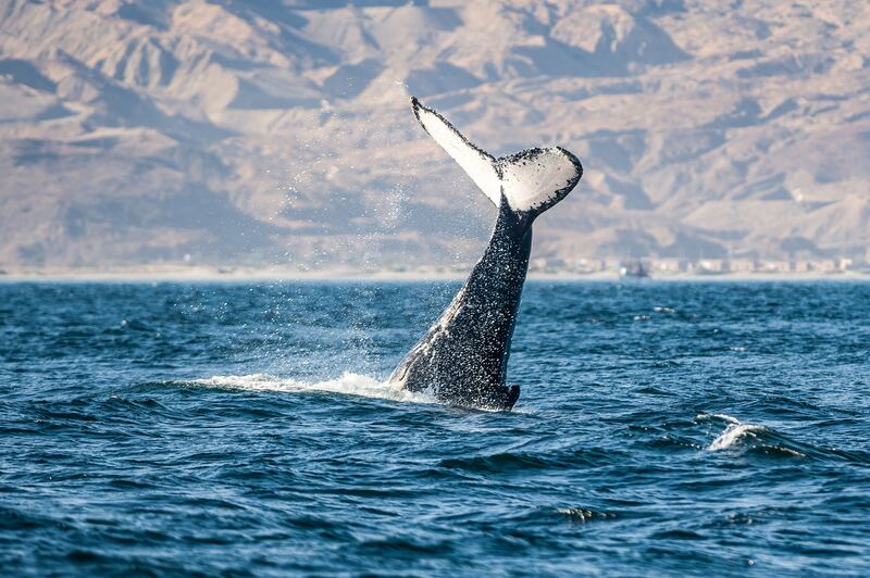 En el norte de Perú, el visitante puede disfrutar de la observación de la fauna marina.