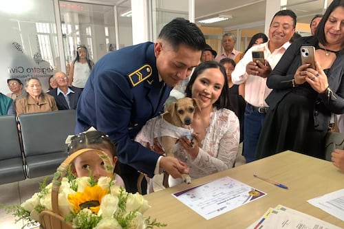 Ahora sus mascotas pueden ser testigos simbólicos en matrimonios civiles en Ecuador