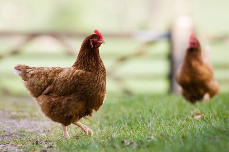 Registran primera muerte por gripe aviar en China.